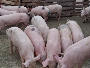 vând soldani 35-38 kg (masculi castraţi)