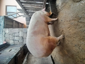 Vand porc( femela) - imagine 2