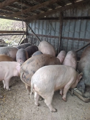 Vind purcei - imagine 4