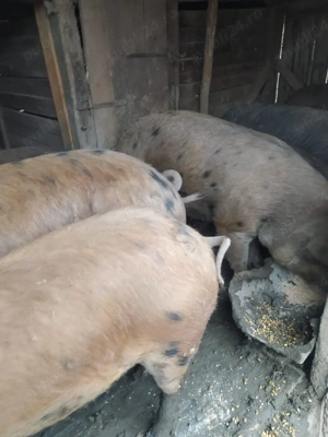 Vind purcei - imagine 3