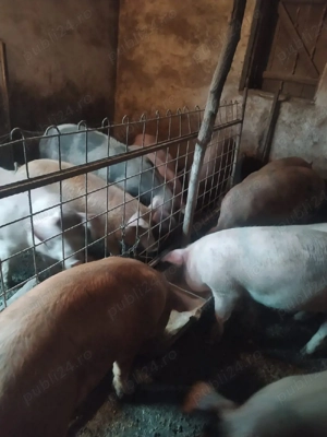 Vind purcei - imagine 2