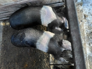 Vând purcei Bazna- 6 luni - imagine 3