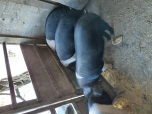 Vând purcei Bazna- 6 luni - imagine 4