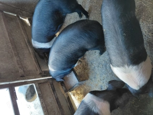 Vând purcei Bazna- 6 luni - imagine 2