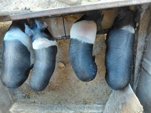 Vând purcei Bazna- 6 luni