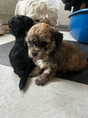 Bichoni maltez de vânzare  - imagine 3