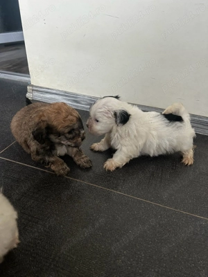 Bichoni maltez de vânzare  - imagine 2