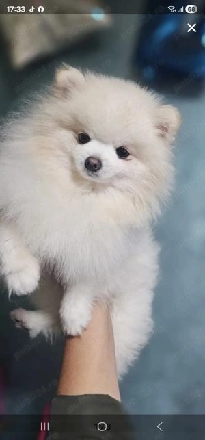 vand baietel pomeranian
