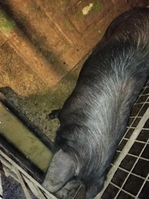 vand scoafa - imagine 2