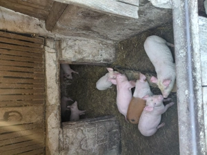 Vând purcei  - imagine 2