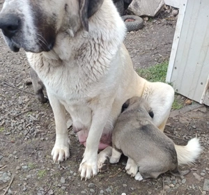 Vand pui ciobanesc Asia Centrala 1,5  luni mascul - imagine 2