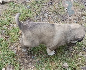 Vand pui ciobanesc Asia Centrala 1,5  luni mascul - imagine 3