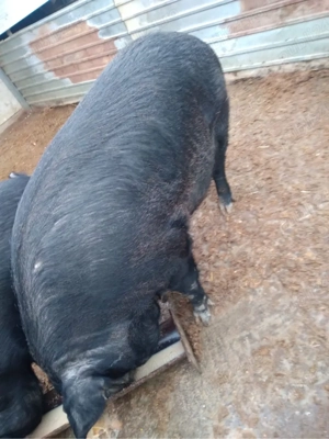 vand scroafa  - imagine 3