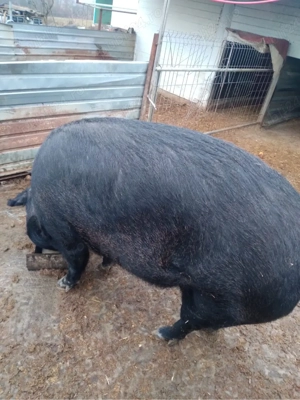 vand scroafa  - imagine 2