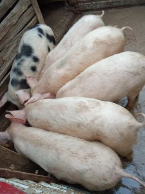 Vând porci buc cu 700 lei detalii la Nr 