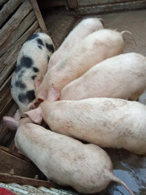 Vând porci de 27 săptămâni detalii la Nr  