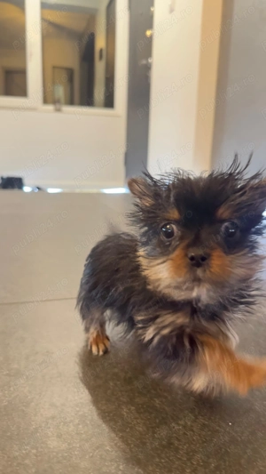  Pui Yorkshire Terrier mini (toy)   își caută familie iubitoare 