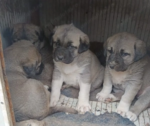 Pui ciobanesc Asia Centrala 1,5 luni femela - imagine 3