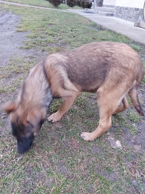 Catel ciobanesc belgian malinois - imagine 4