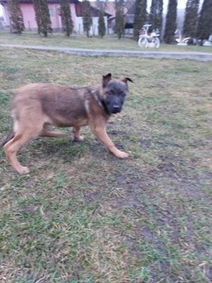 Catel ciobanesc belgian malinois - imagine 2