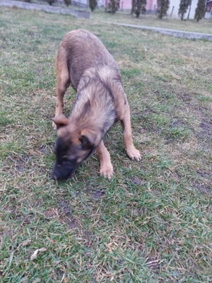 Catel ciobanesc belgian malinois - imagine 3