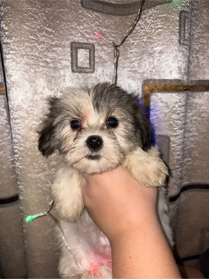 Bishon maltez  - imagine 2