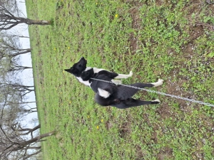 Vând cățea laika siberian  - imagine 5