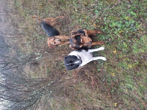 Vând cățea laika siberian 