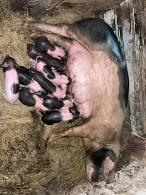 Vând scroafă cu purcei  - imagine 4