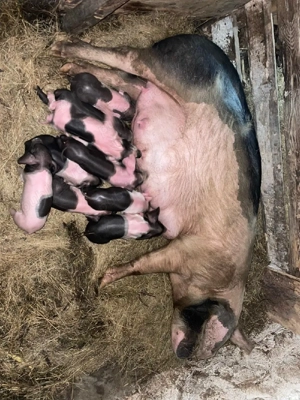 Vând scroafă cu purcei  - imagine 2