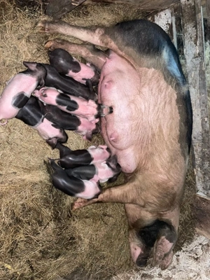 Vând scroafă cu purcei  - imagine 3