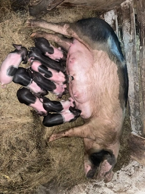 Vând scroafă cu purcei  - imagine 5