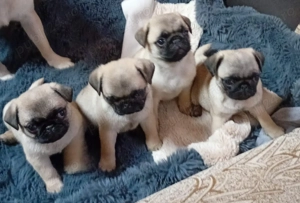 PUG MOPS   3 Baietei+ 1 Fetita| 7 saptamani | Cluj - imagine 2