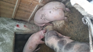 Porci de vanzare 120 -160 kg - imagine 3