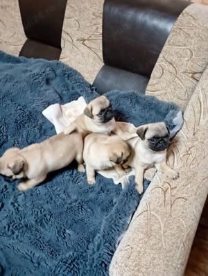 PUG MOPS   3 Baietei+ 1 Fetita| 7 saptamani | Cluj - imagine 3