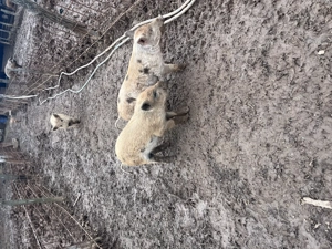 Vand purcei, 20 40kg - imagine 3