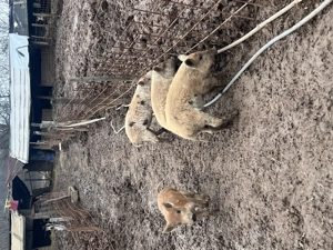 Vand purcei, 20 40kg