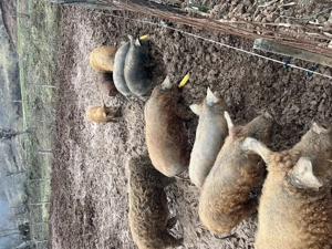 Vand purcei, 20 40kg - imagine 4