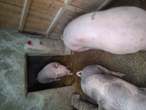 Porci de vanzare 120 -160 kg - imagine 4
