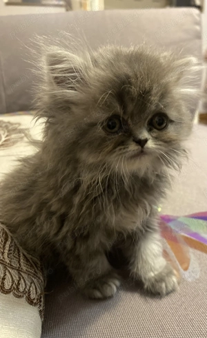 Pisică persană de vanzare