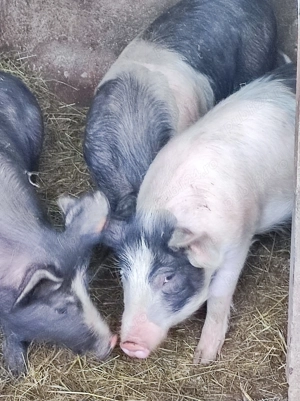 Purcei de vânzare  - imagine 3