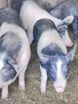 Purcei de vânzare  - imagine 2