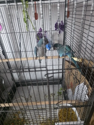 Vand pereche calugar - imagine 3