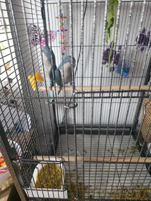 Vand pereche calugar