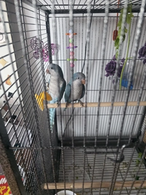 Vand pereche calugar - imagine 2