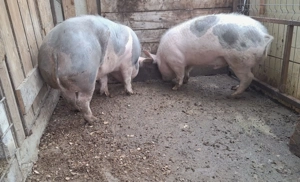 Porci de vanzare 70-100 kg - imagine 2