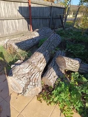 Tulpina nuc de vanzare