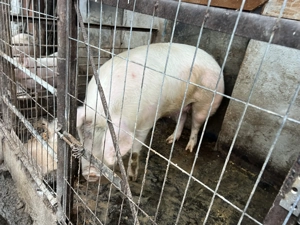 Vând porc 200 kg - imagine 2