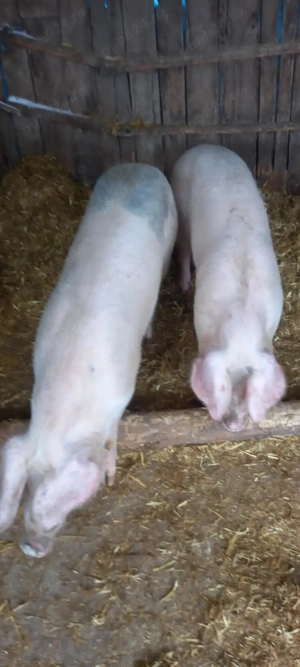 Purcei landrace cu marele alb  - imagine 4