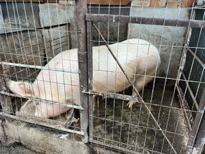 Vând porc 200 kg - imagine 4